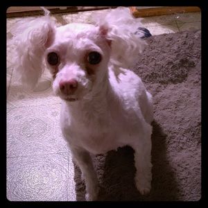 Meet your Posher, Deidra